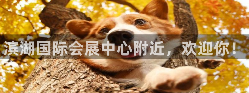 果博官网电话：滨湖国际会展中心附近，欢迎