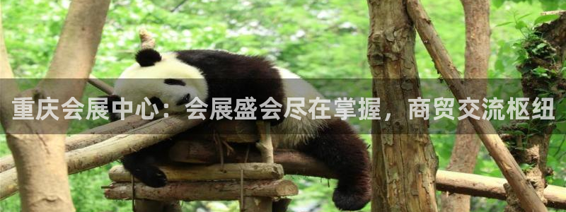 果博有假吗