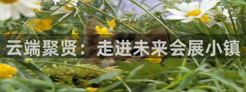 果博注册平台怎么注册：云端聚贤：走进未来会展小镇