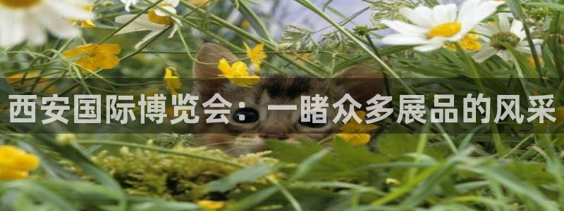果博平台开户电话号码：西安国际博览会：一